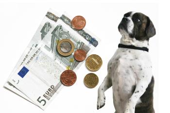 Hundehaftpflichtversicherung - Hund mit Geld