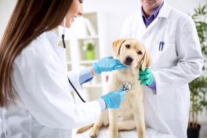 Wie den richtigen Tierarzt für meinen Hund finden?