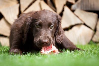 Hund barfen