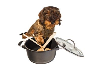 Rezepte zum selberkochen für Hunde