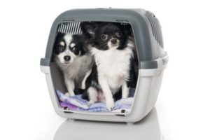 Hunde Transportbox