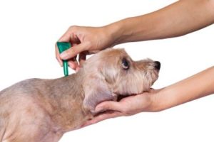 Hunde zecken entfernen