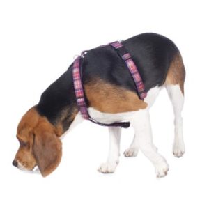 Hundegeschirr am Welpen