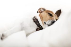 Schlafplatz Hund