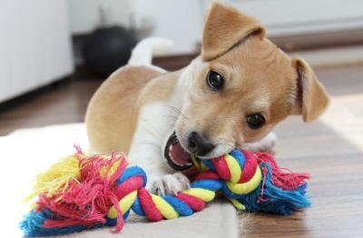 Spielzeug für Hunde