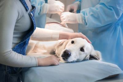 Krankenversicherung für Hunde: OP Versicherung