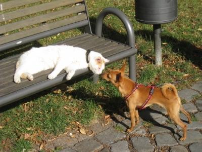 Hund Und Katze Vertragen Die Sich Im Haushalt