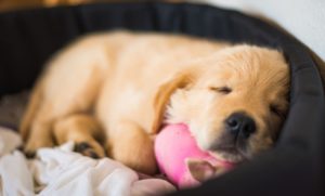Welpe schläft mit Ball