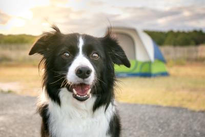 Hund durch Transbortbox mit im Urlaub