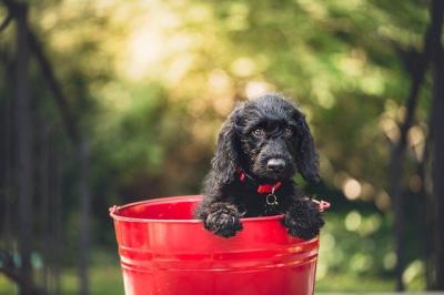 Hund mit Halsband