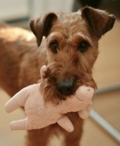 Hund mit Spielzeug im Maul
