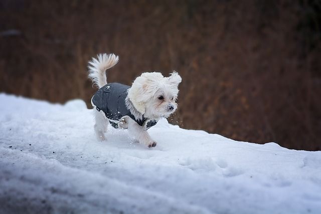 Kleiner Hund mit Weste