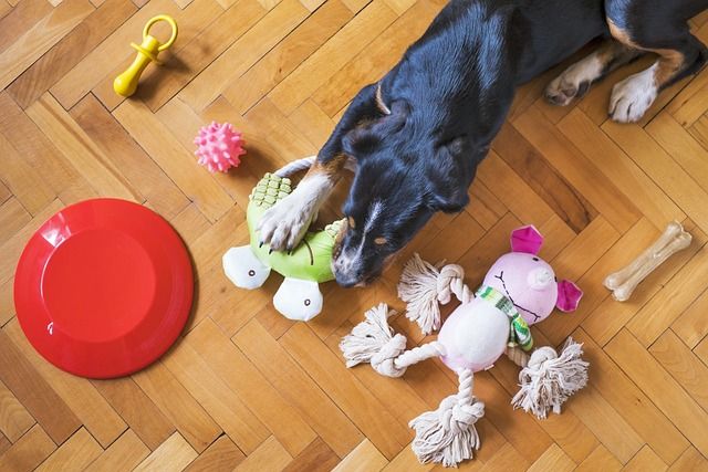 Hund spiel mit Spielzeug