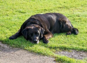 Hund liegt auf dem Boden