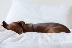 Hund auf dem Sofa