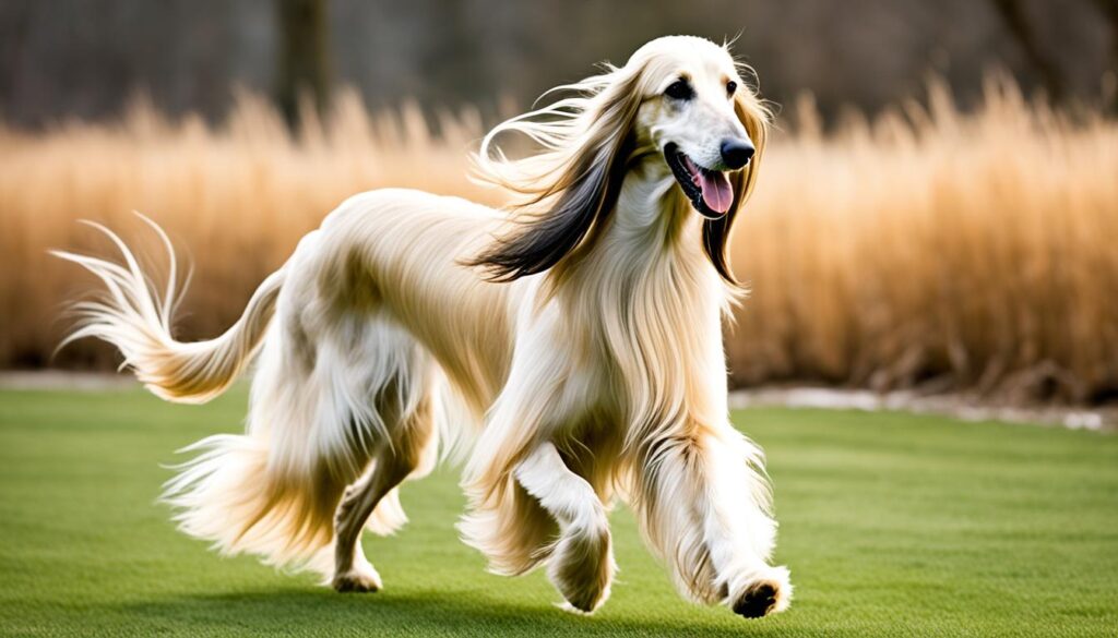 Afghanischer Windhund