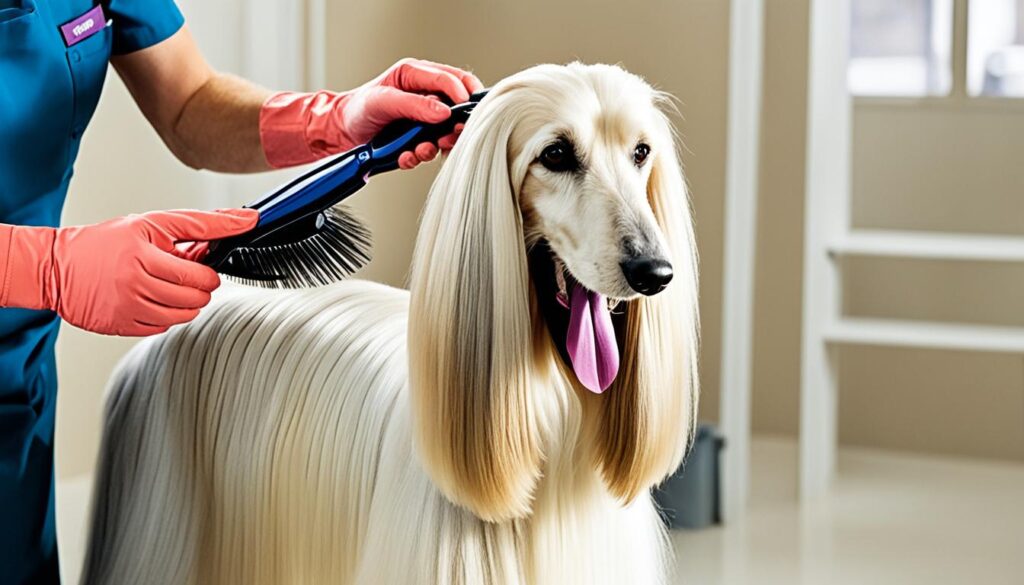 Afghanischer Windhund - Pflegehinweise