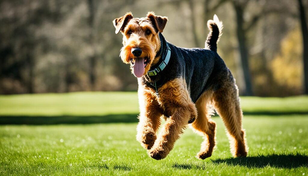 Aktiver Airedale Terrier im Spiel