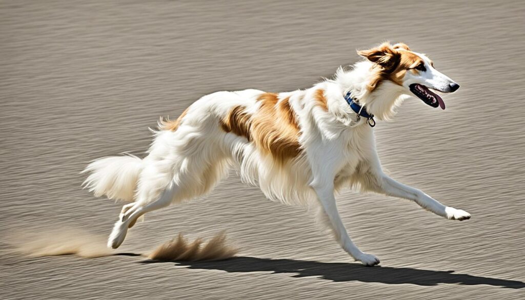 Aussehen Borzoi