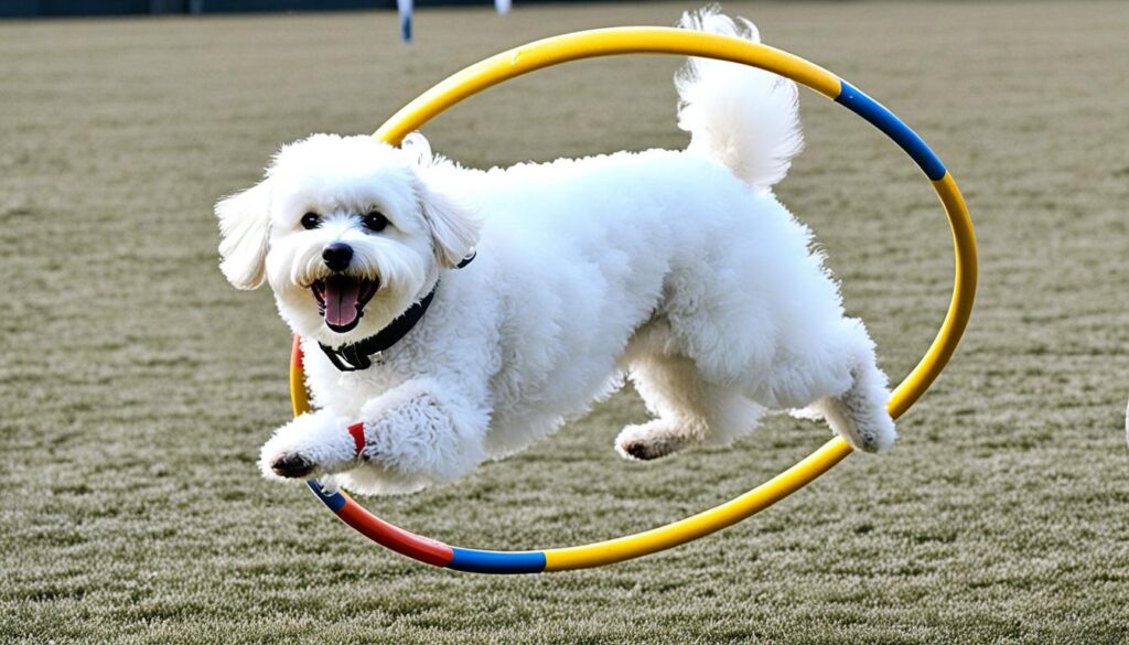 Bichon Frisé Training