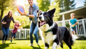 Border Collie als Familienhund