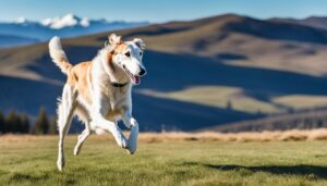 Borzoi
