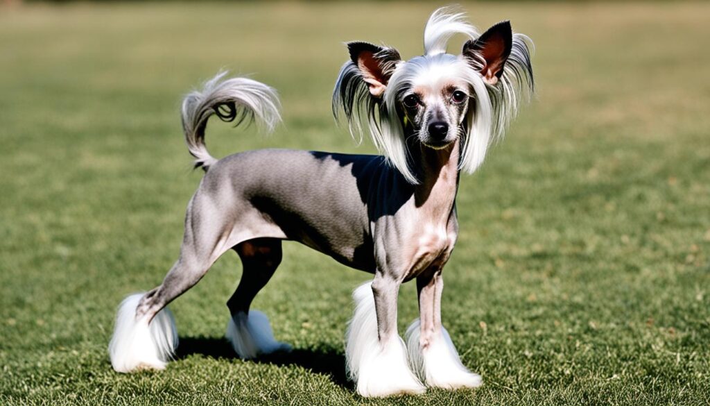Chinesischer Schopfhund – Pflege & Charakteristika