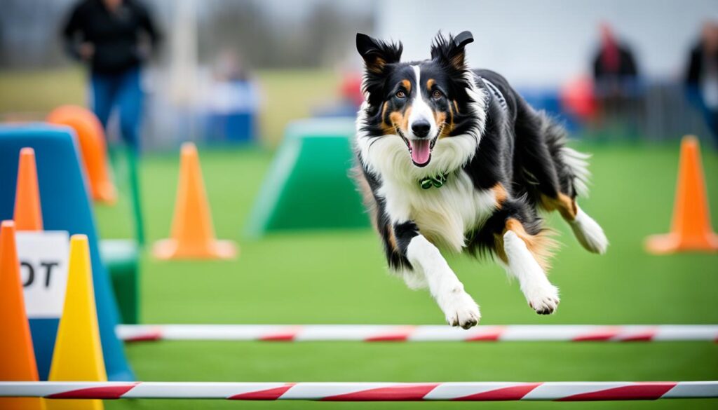 Collie beim Agility-Training