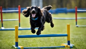 Englischer Cocker Spaniel im Agility Training
