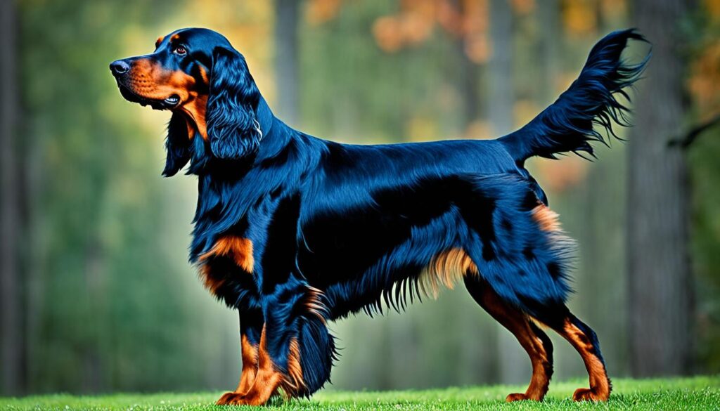 Gordon Setter Aussehen
