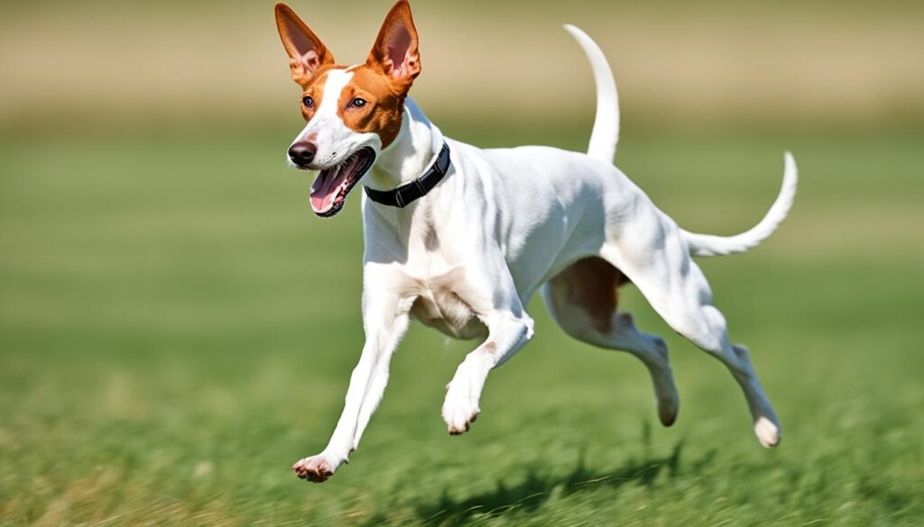 Ibizan Hound