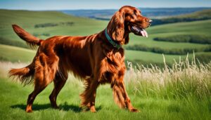 Irischer Setter