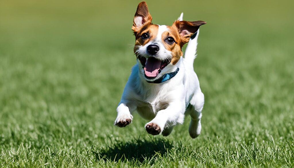 Alles über Jack Russell Terrier – Tipps & Infos