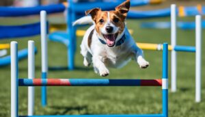 Jack Russell Terrier beim Agility