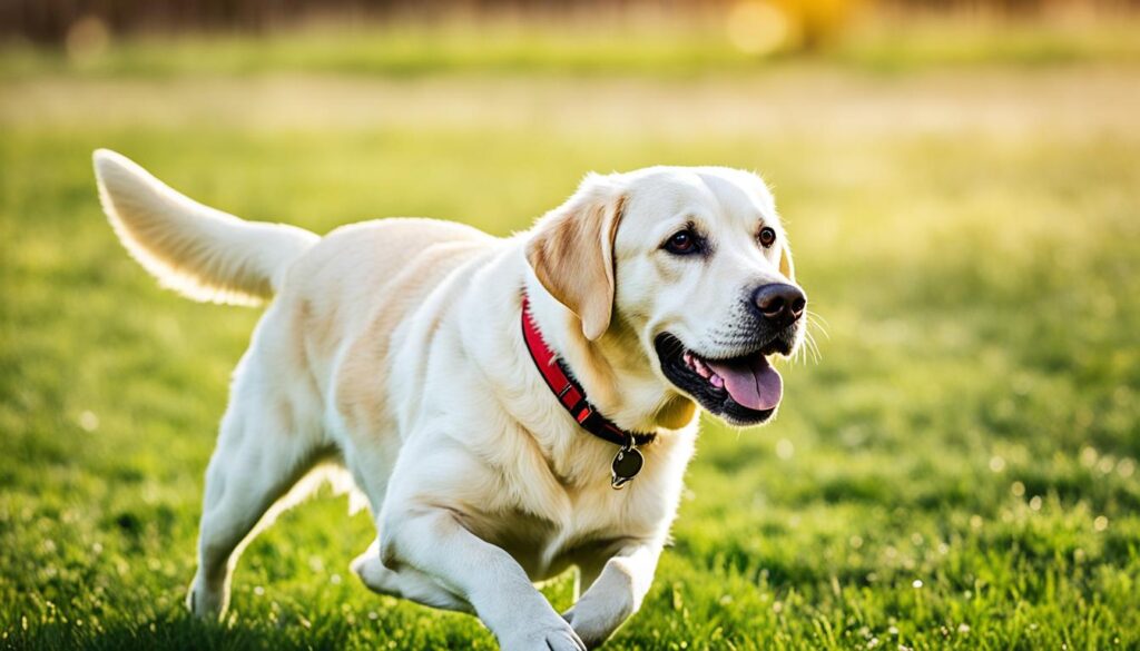 Labrador Retriever