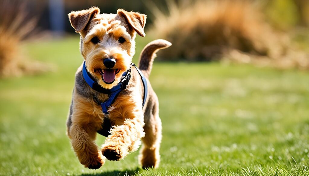 Ratgeber für Lakeland Terrier Pflege & Haltung