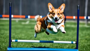 Pembroke Welsh Corgi beim Training